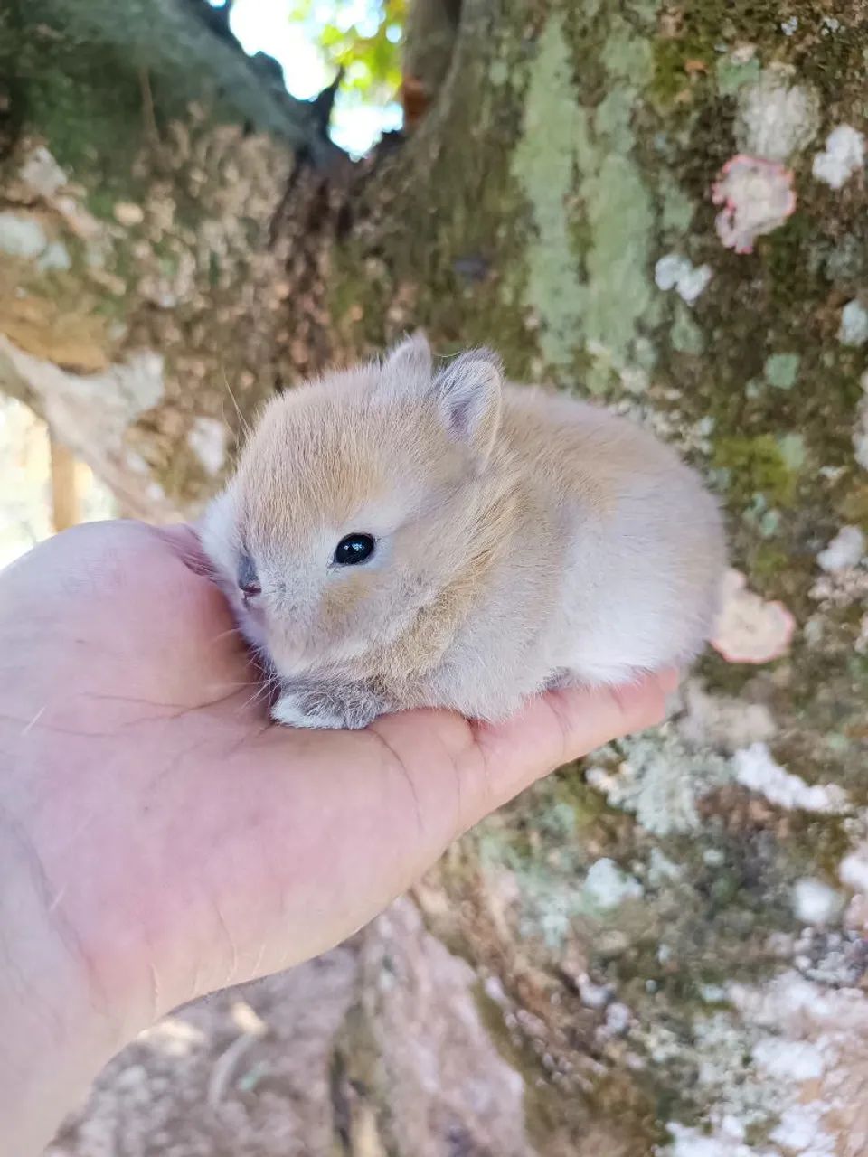 Coelhos de companhia - MENOR DO MUNDO - Foto 3