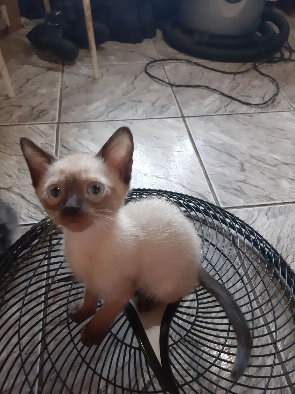 Gatinho Siamês - Lindíssimo