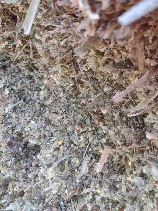 Silagem de milho - Foto 2