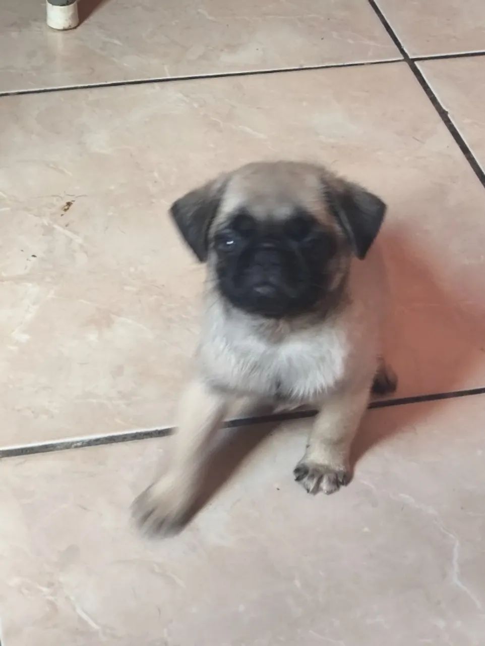 PUGS fêmeas  - Foto 5