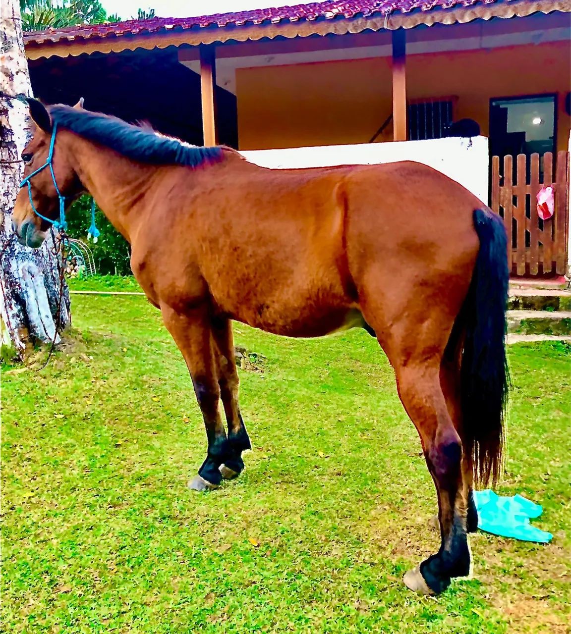 Vendo cavalo - Foto 2