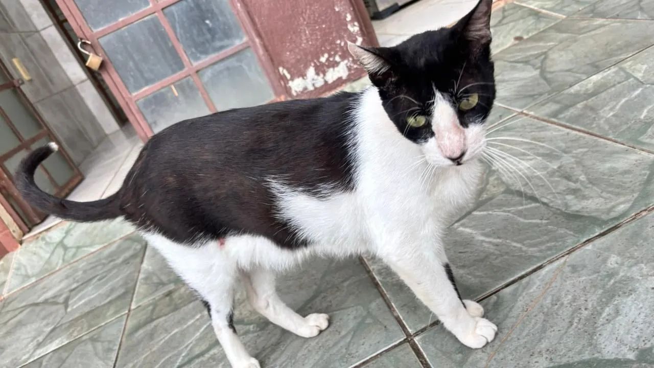 Gato castrado para adoção  - Foto 3