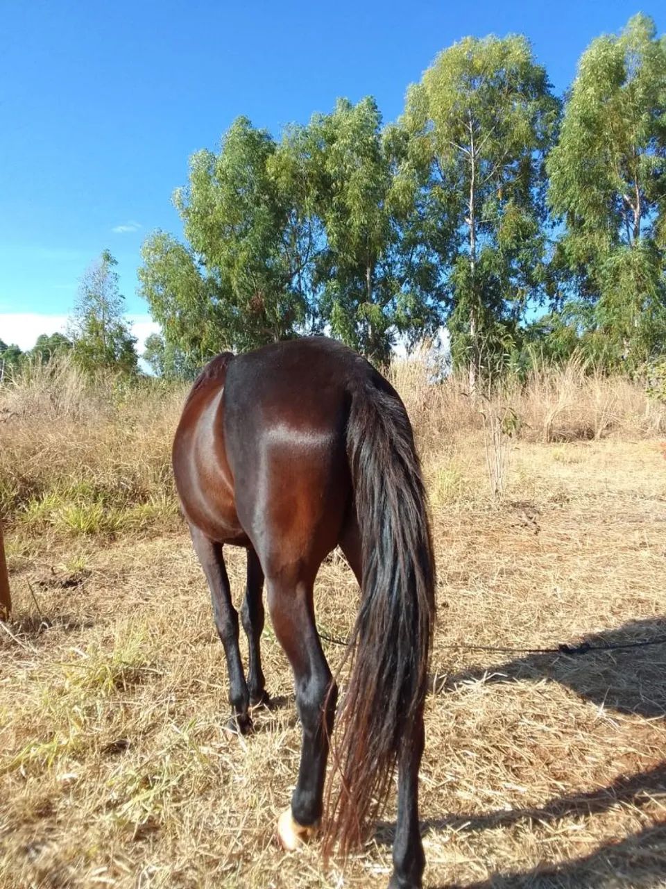 Cavalo MM manga larga  - Foto 4