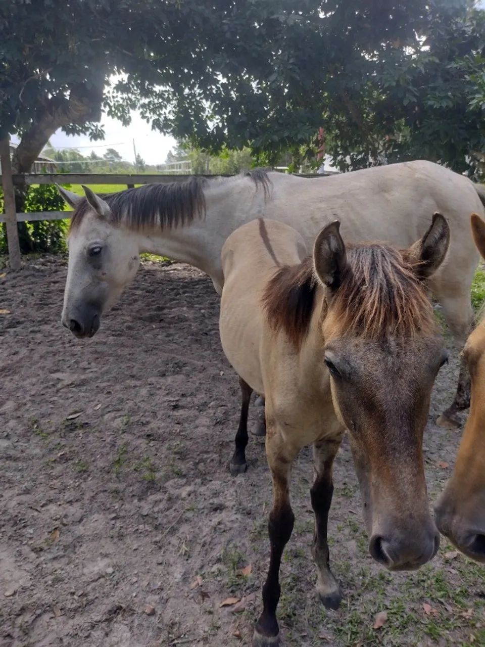 cavalos, potros - Foto 2