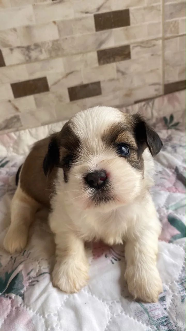 Vendo shitzu  - Foto 3