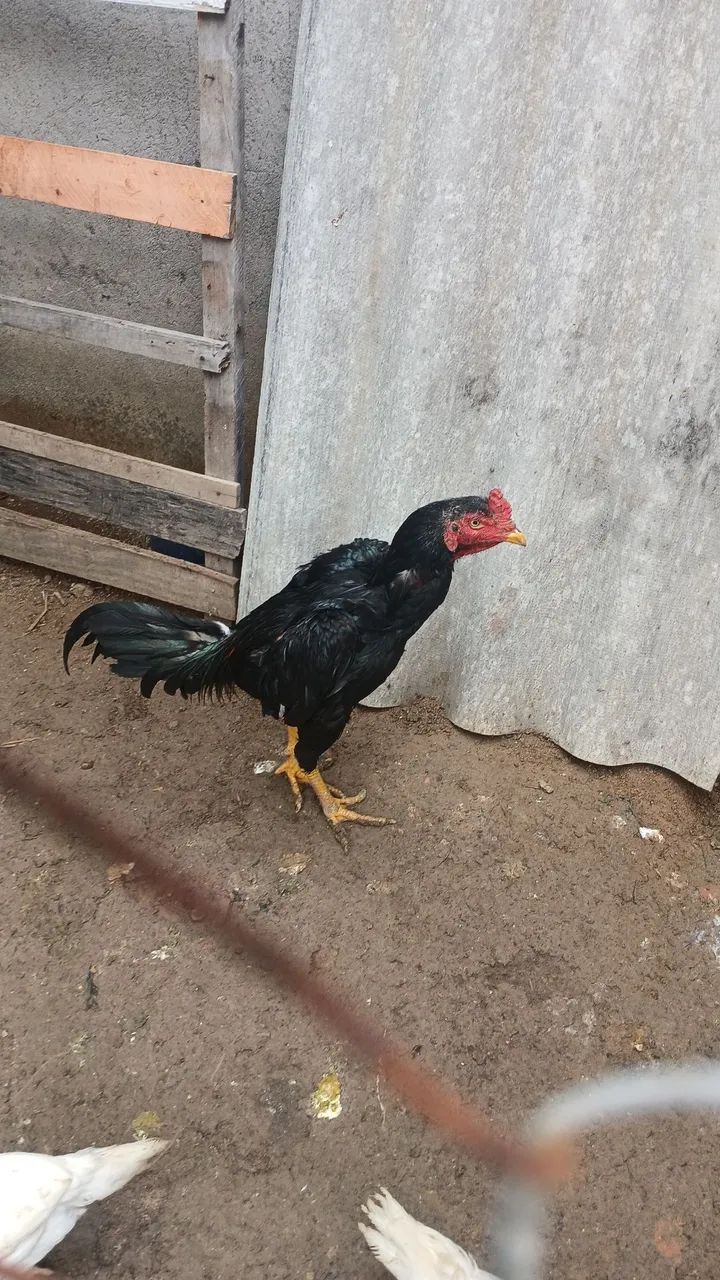 Veno frango top