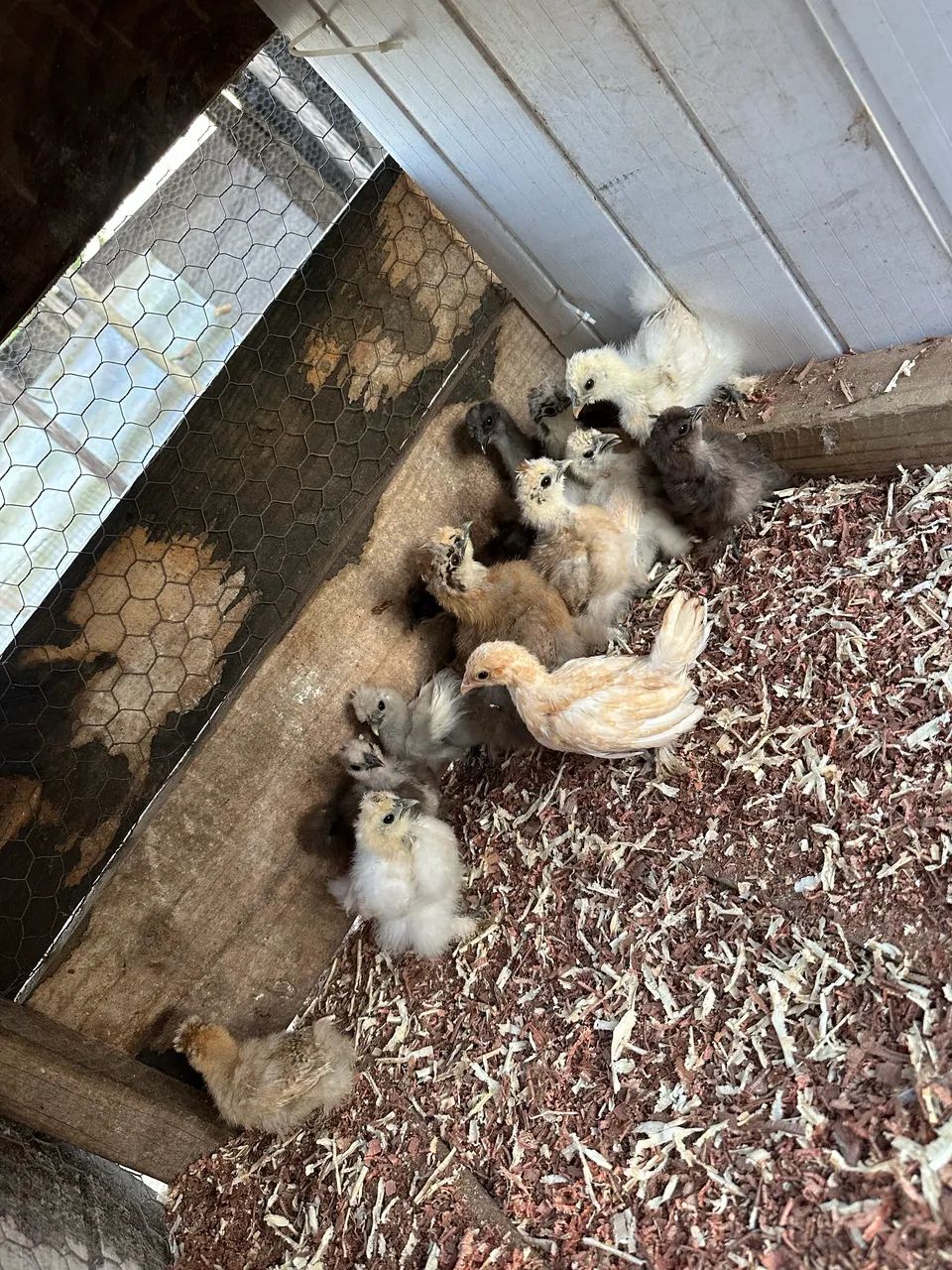 Franguinhos de galinha sedosa  - Foto 3