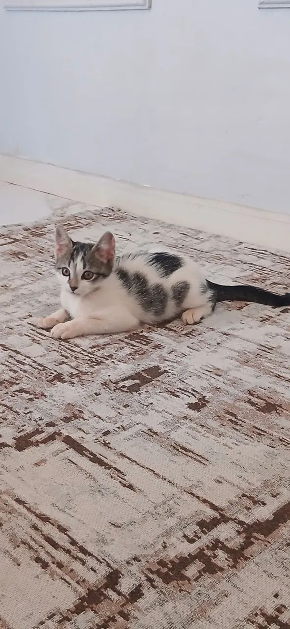 Gatos - Foto 5