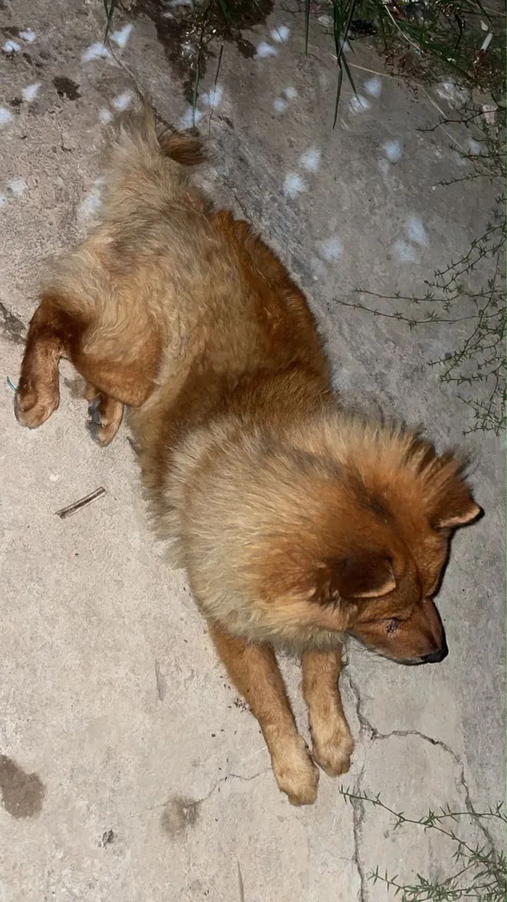 Estou doando um chow chow original macho simba urgente 