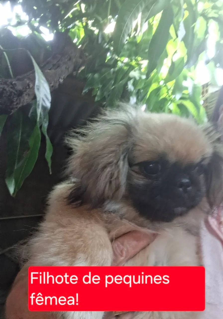 Pequines! - Foto 2