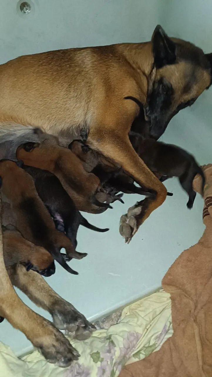 Cães raça belga malinois  - Foto 4
