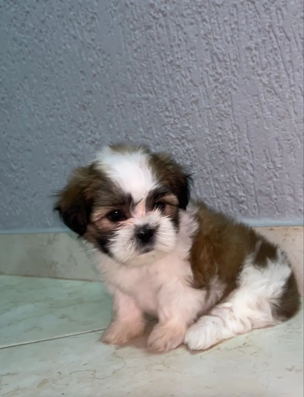 Vendo Shih Tzu - Foto 5