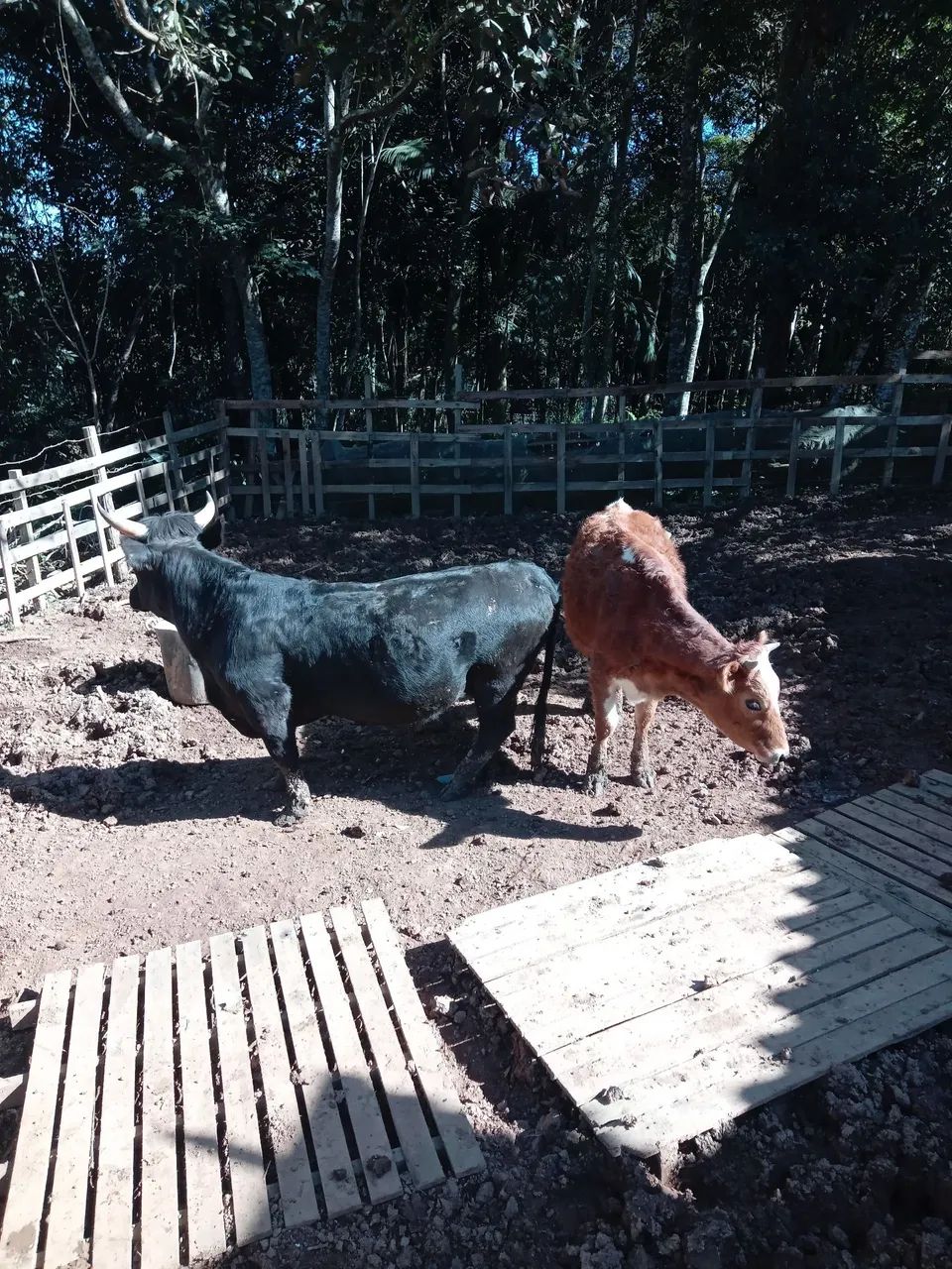 Casal mini boi R$10.000 retirar sp - Foto 5