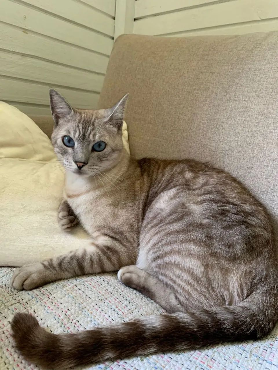 Doa-se gato  - Foto 2