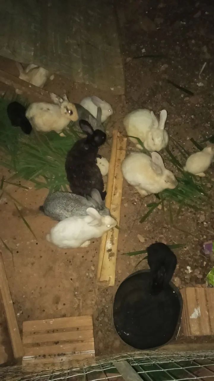 Coelhos  - Foto 5
