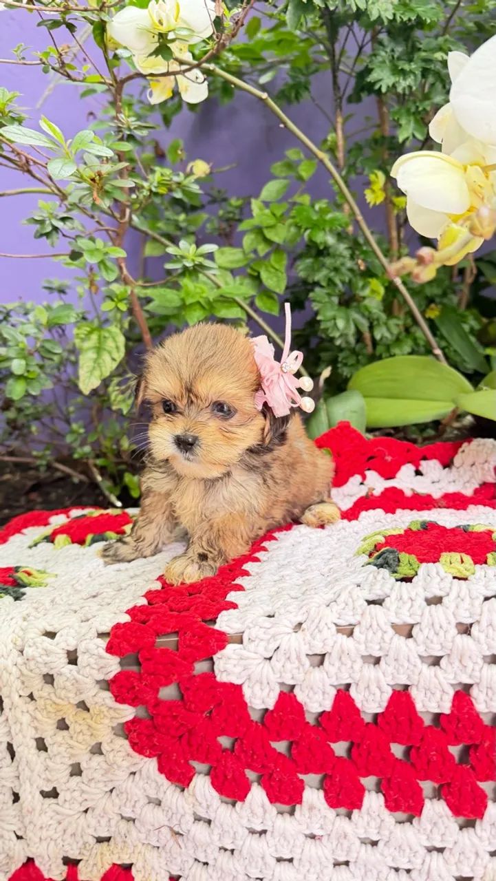 Shihtzu com lhasa apsu - Foto 2