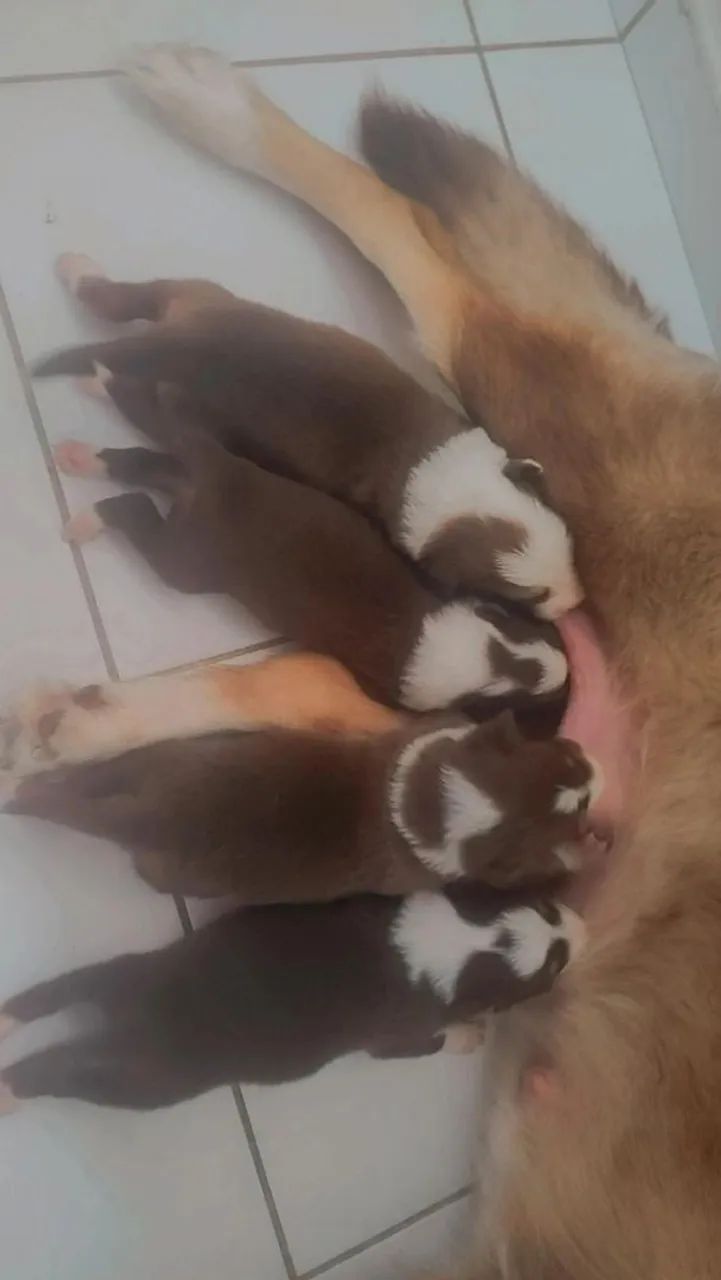 Vende-se filhotes de Border colle  - Foto 3