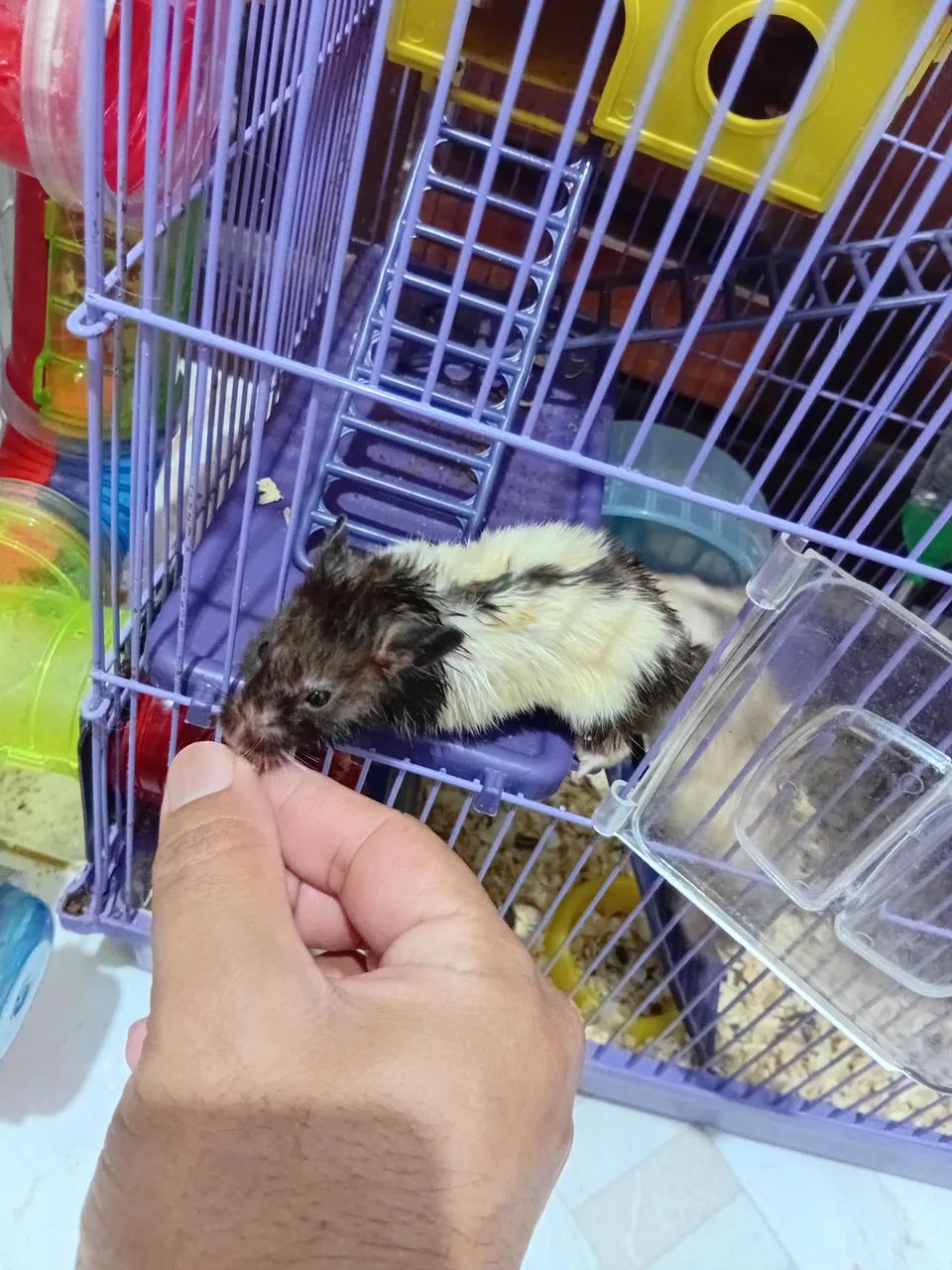 Hamster ? 