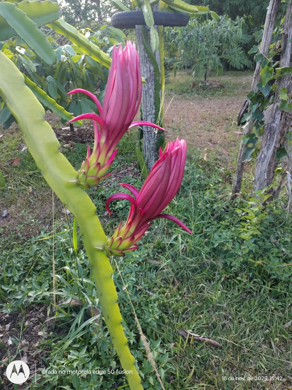 Vende-se Mudas de Pitaya  - Foto 2