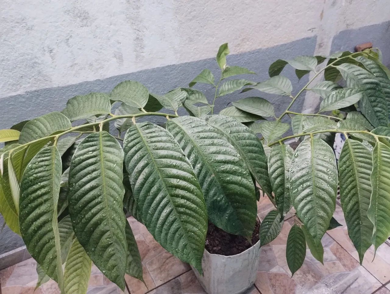 Mudas de atemoias - Foto 2