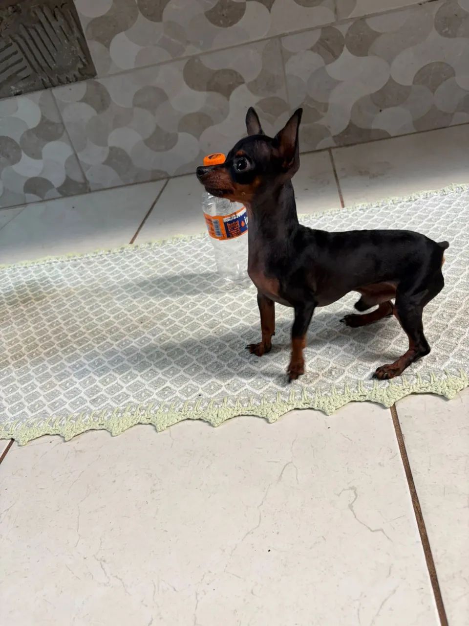 Cachorro 