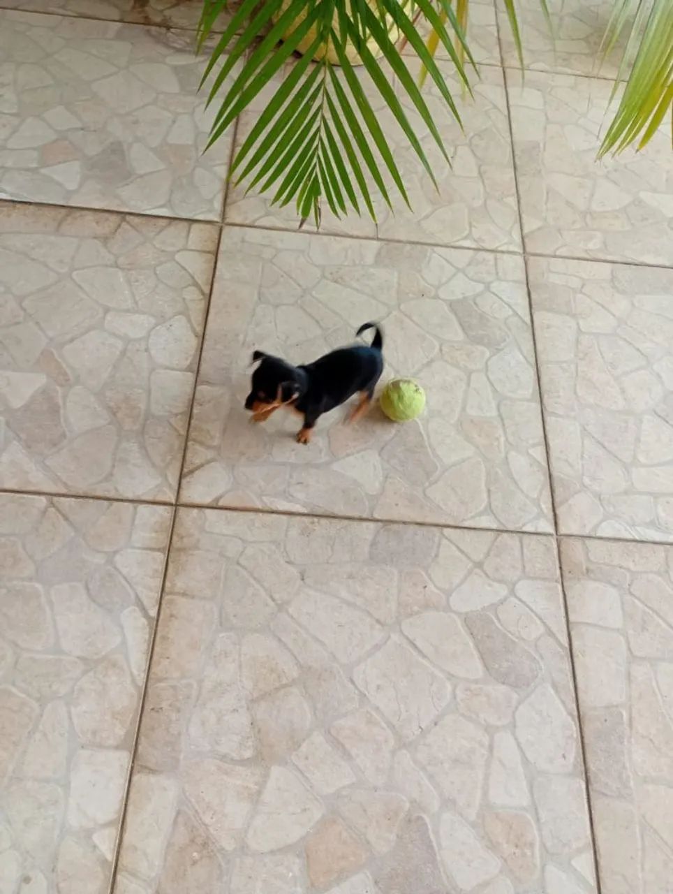 Pinscher macho n 0 - Foto 4