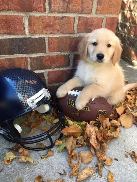 Golden retriever puro 