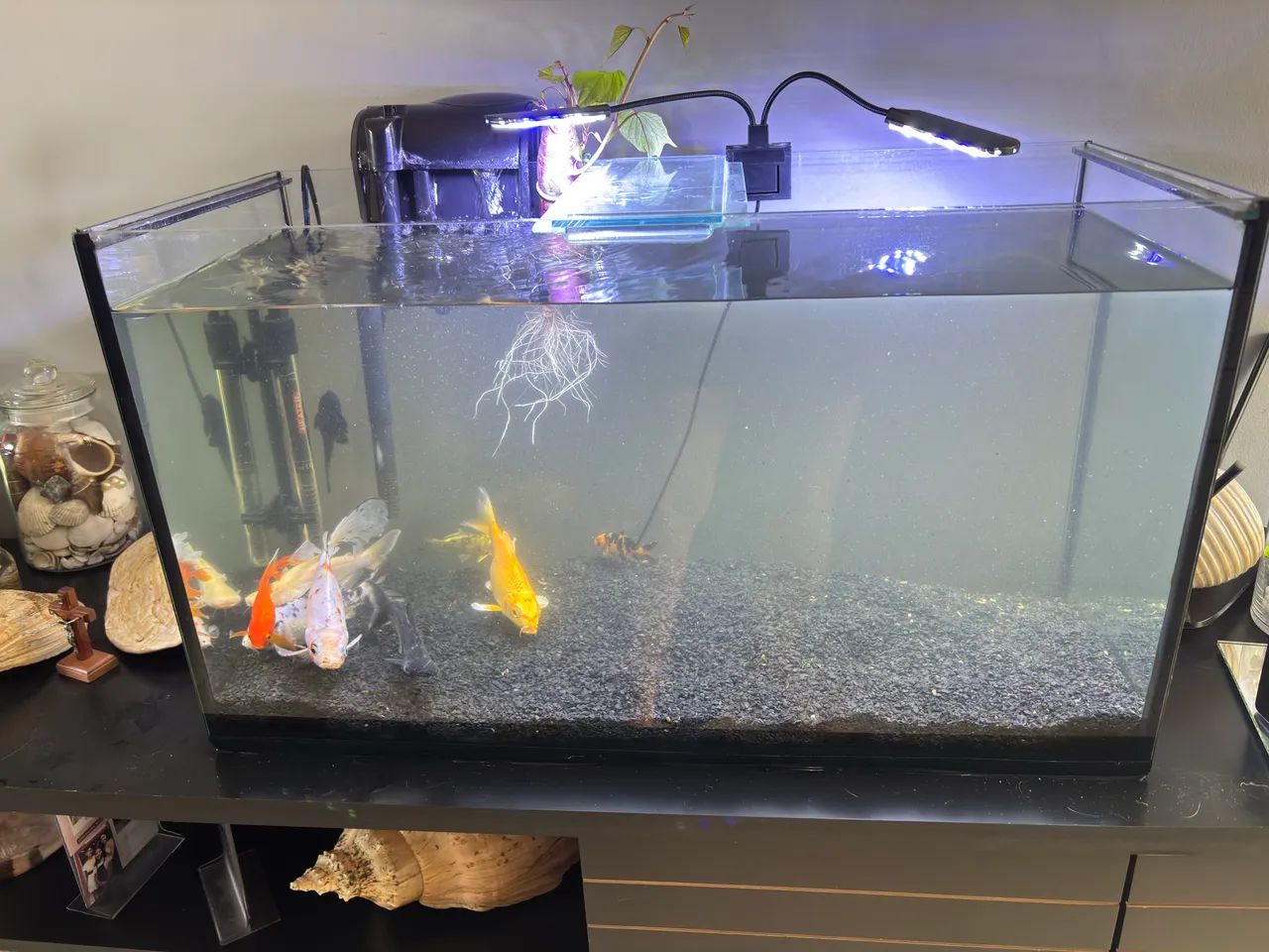 Aquário 80L