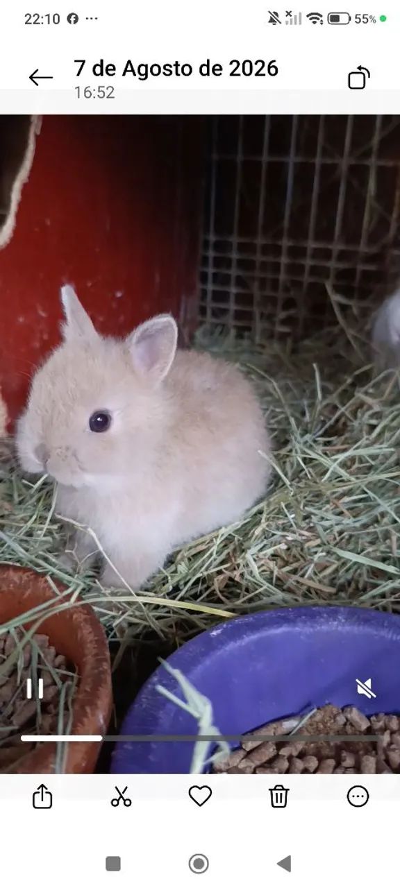 Mini coelhos  - Foto 5
