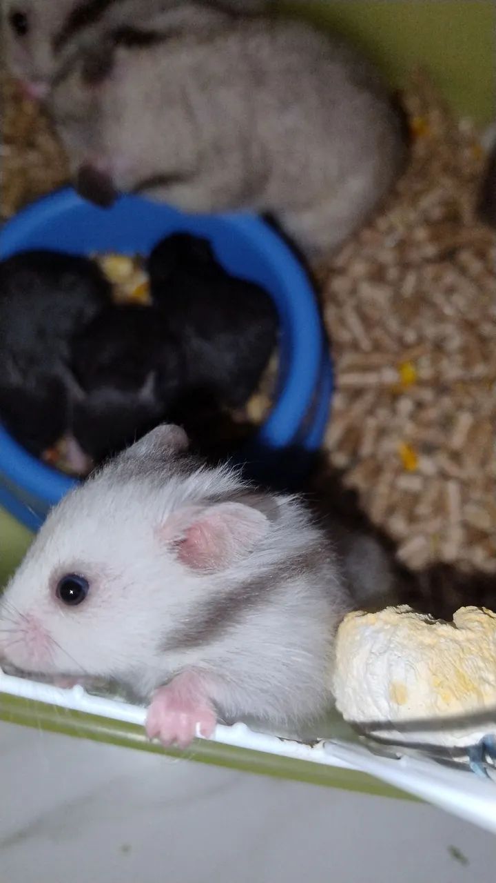 HAMSTER SIRIO  - Foto 6