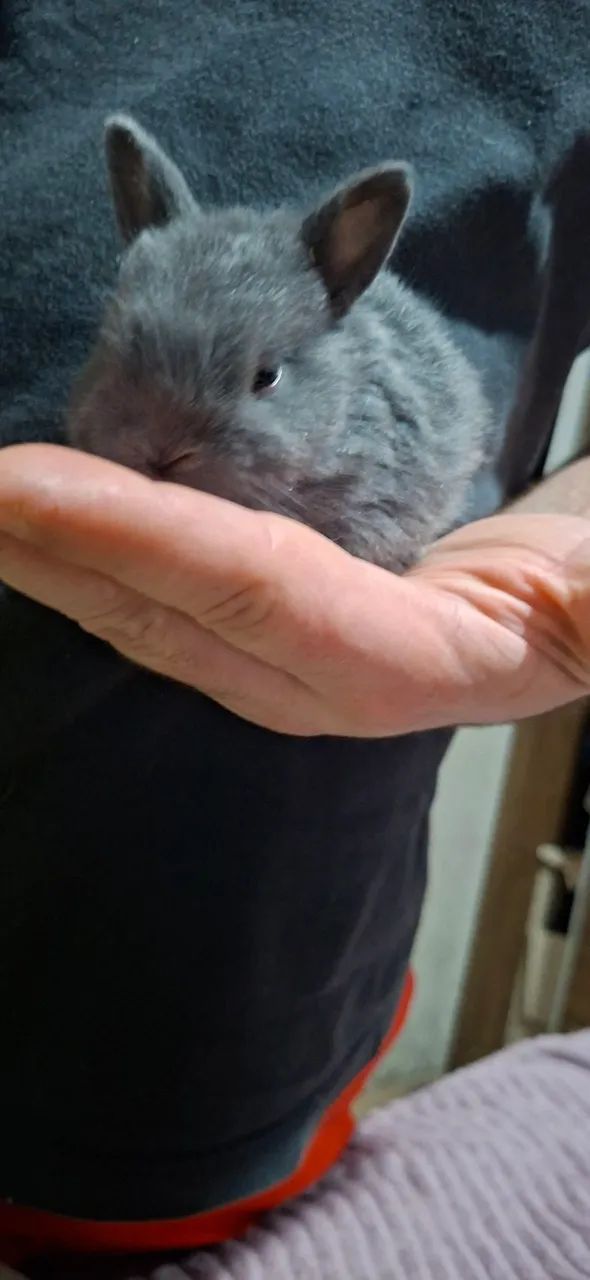 Animais  - Foto 4