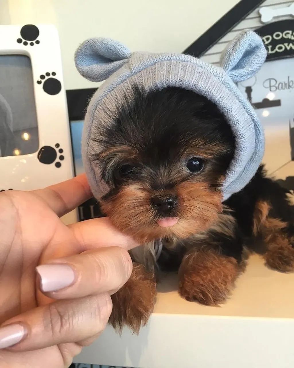 Yorkshire Terrier Amáveis Com Os Pequenos 
