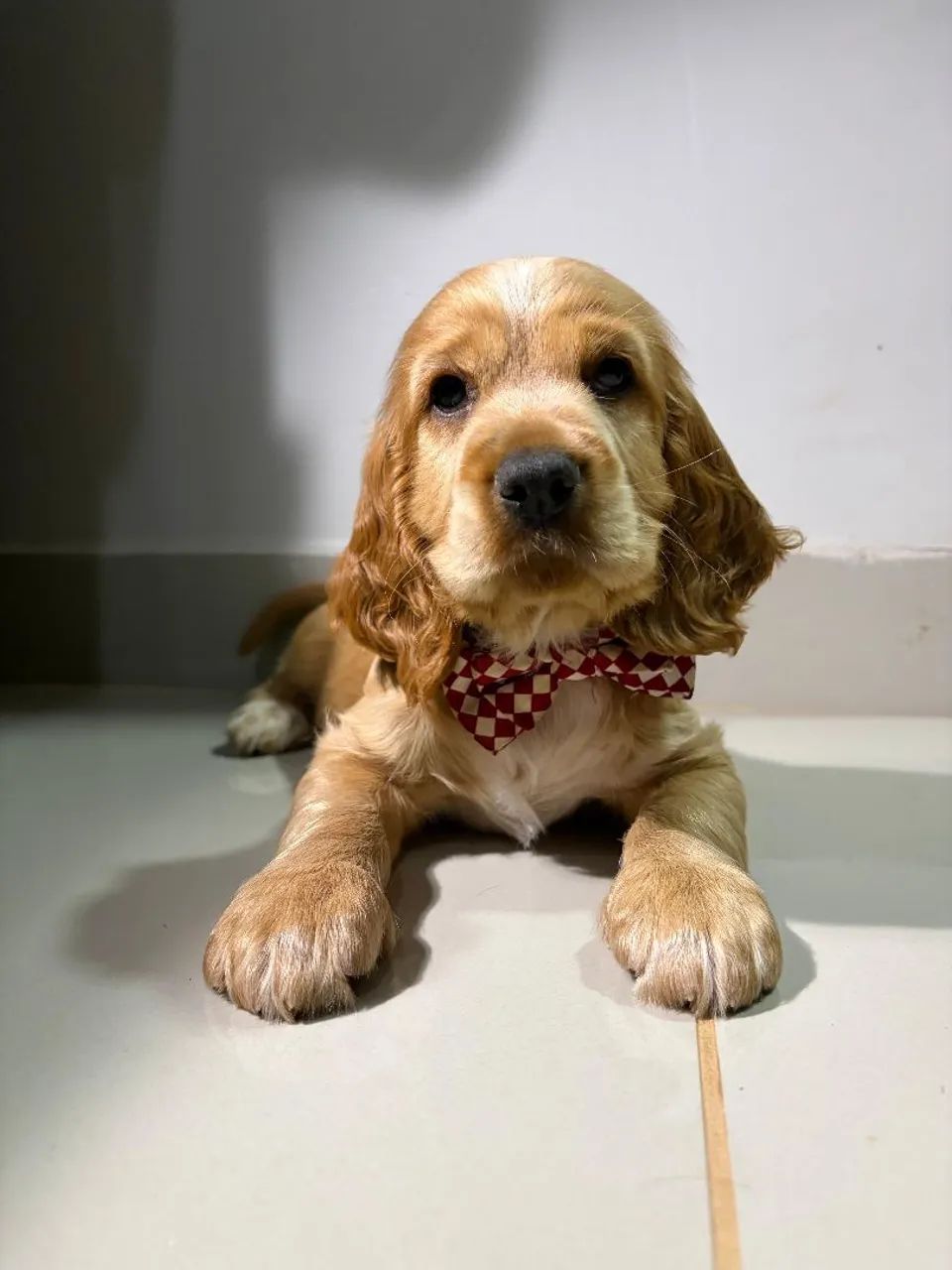 Filhote Cocker Spaniel Macho