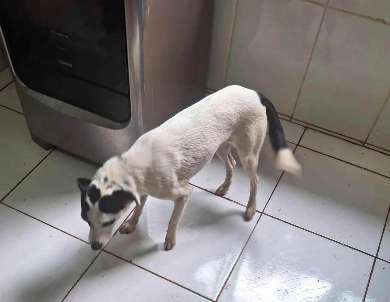 Cachorra castrada (1) - Foto 4