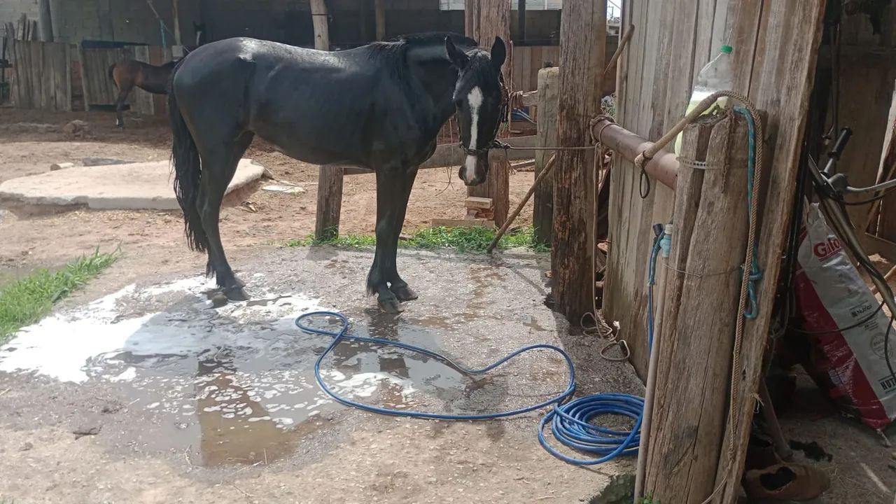 Égua crioula 4 anos na doma