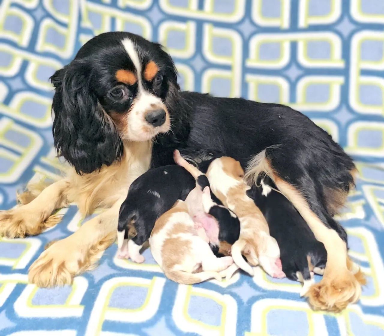 Cavalier King Charles spaniel  - Foto 4