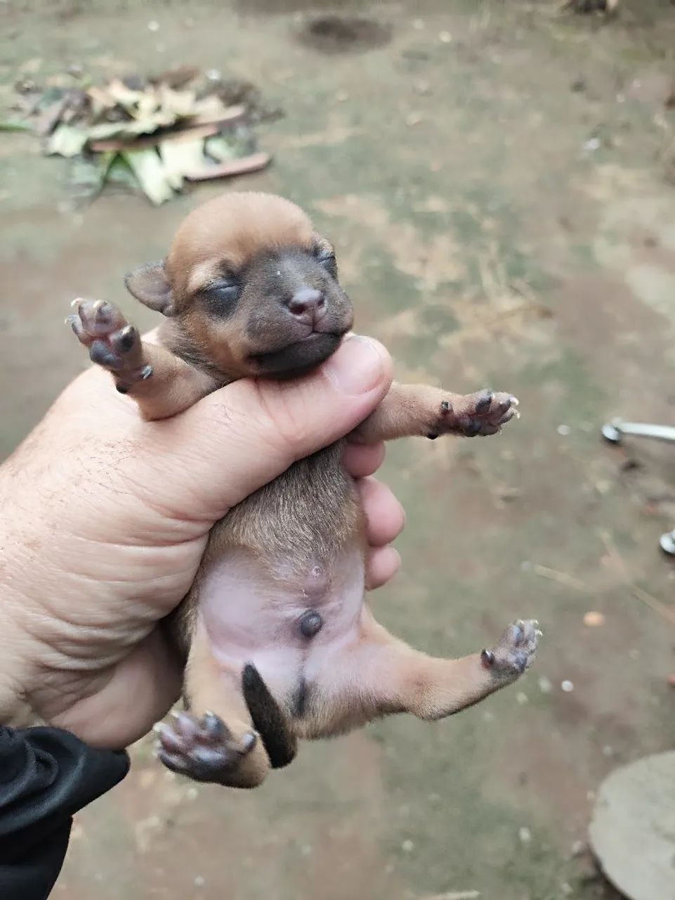 Filhotes de pinscher  - Foto 3