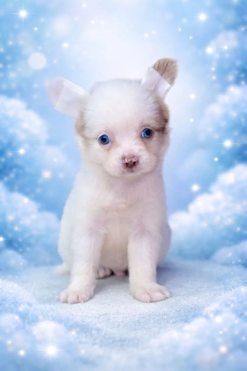 Chihuahua machinho pelo longo 