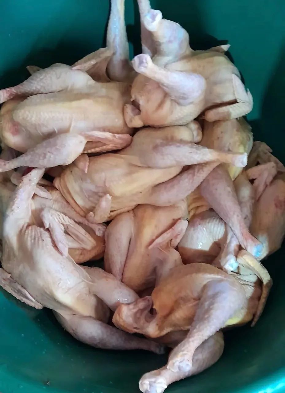 vendo frango abatido 