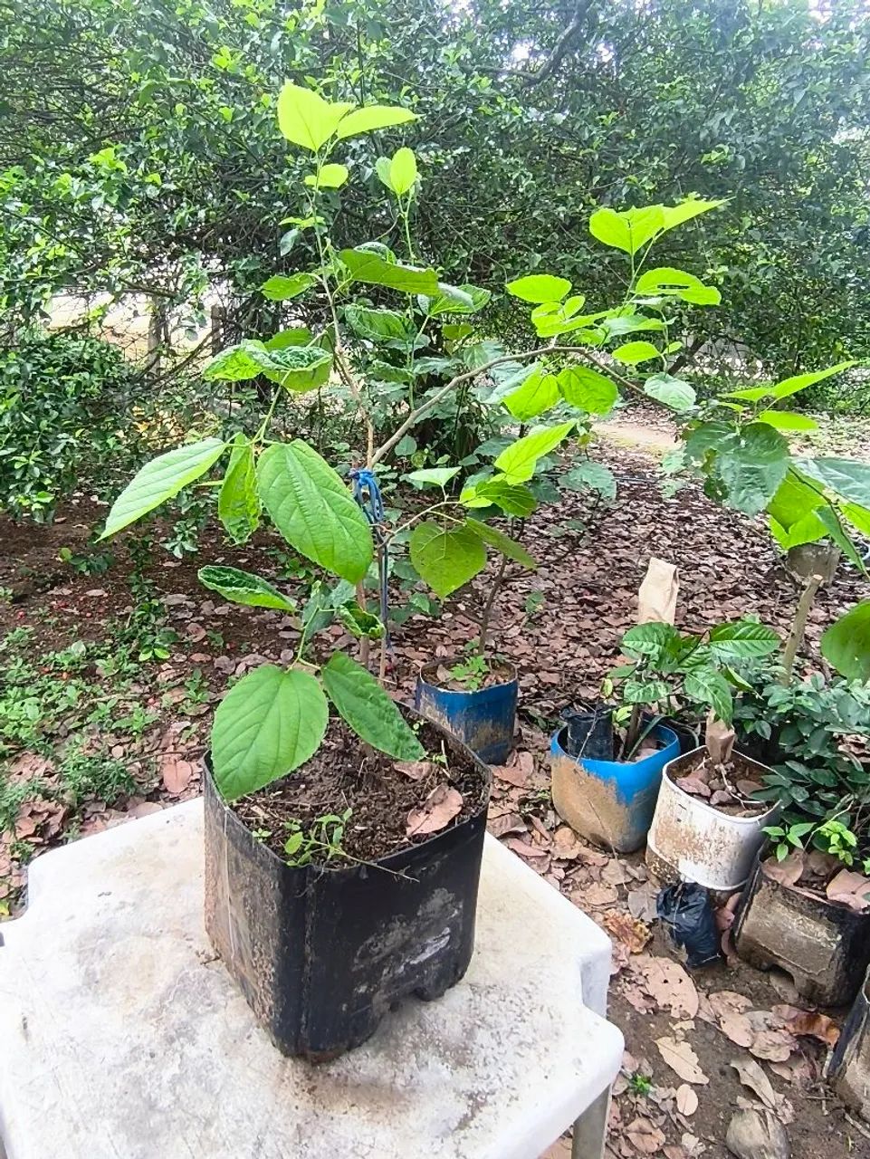 Muda de Amora  - Foto 2