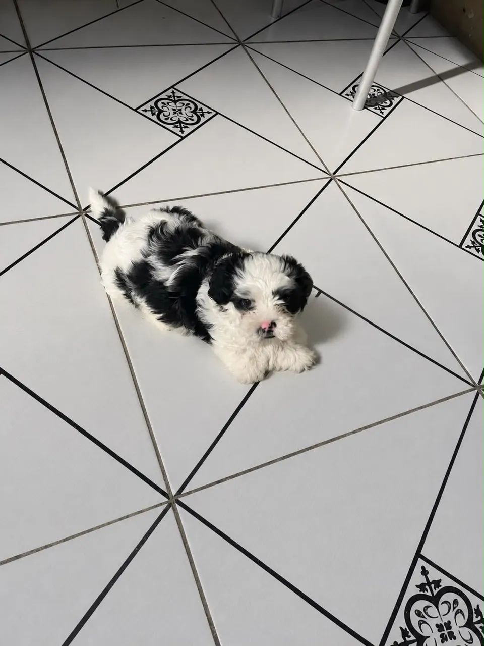 Muito bom  - Foto 4