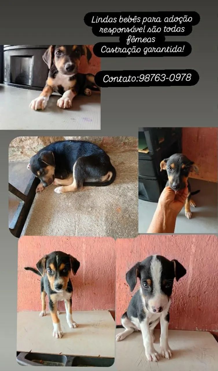 Doação Responsável 