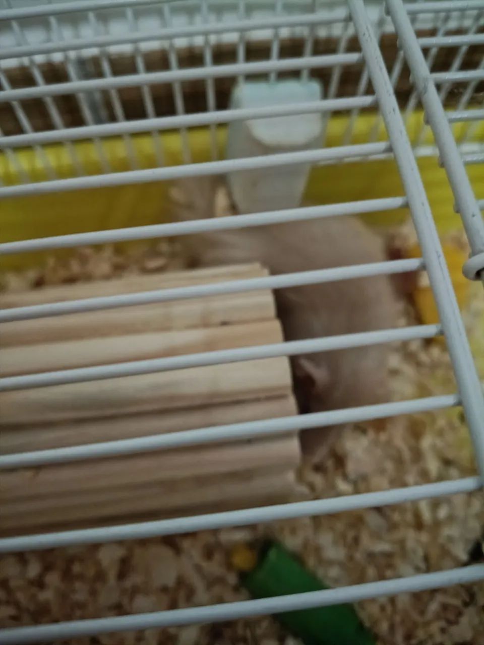 Hamster sírio  - Foto 2