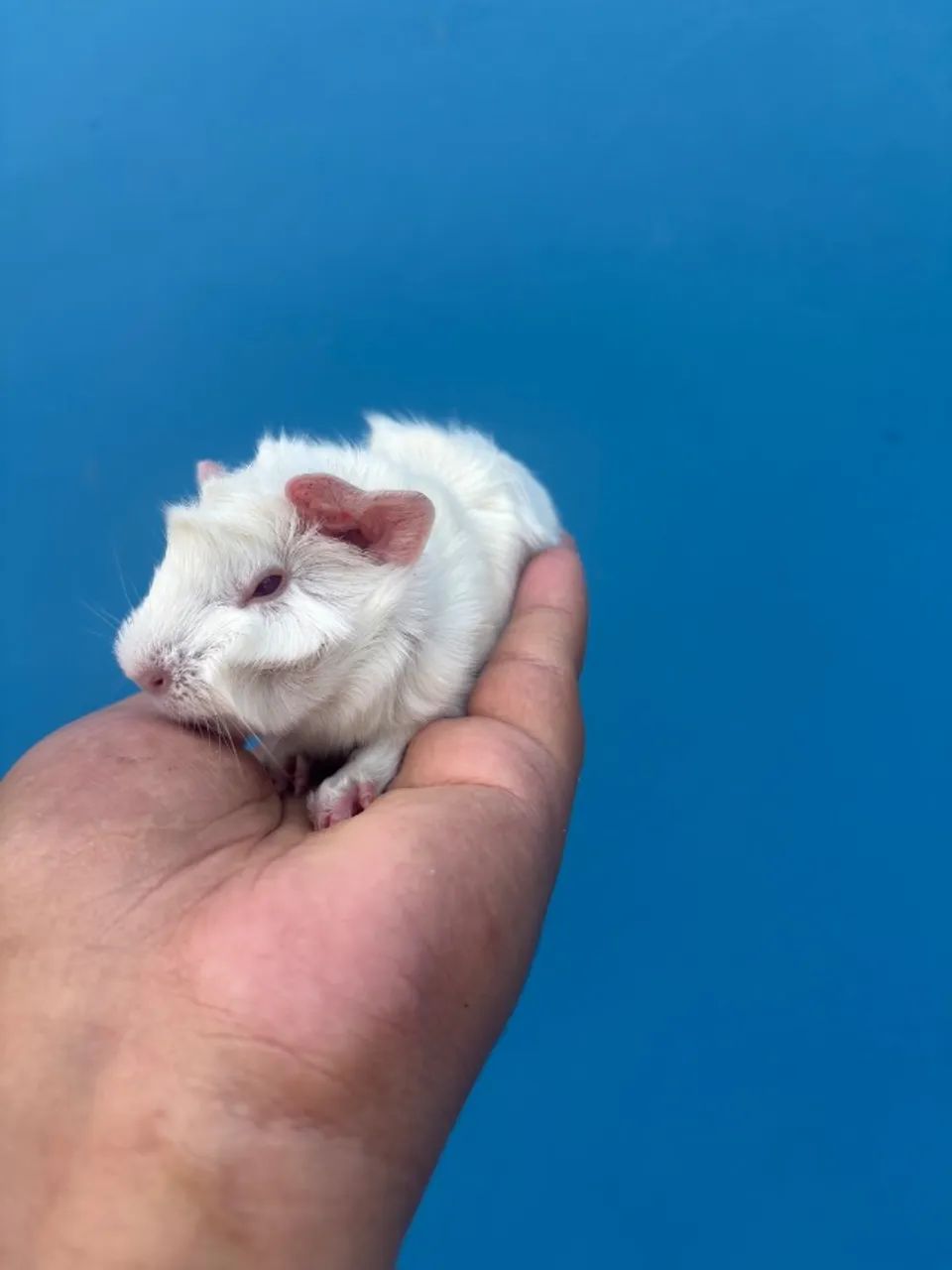Porquinho da Índia - Macho - 15 dias - Raça Abissínio - Foto 3