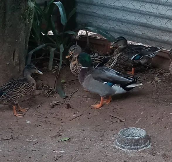 Vendo marrecos mini cool - Foto 2