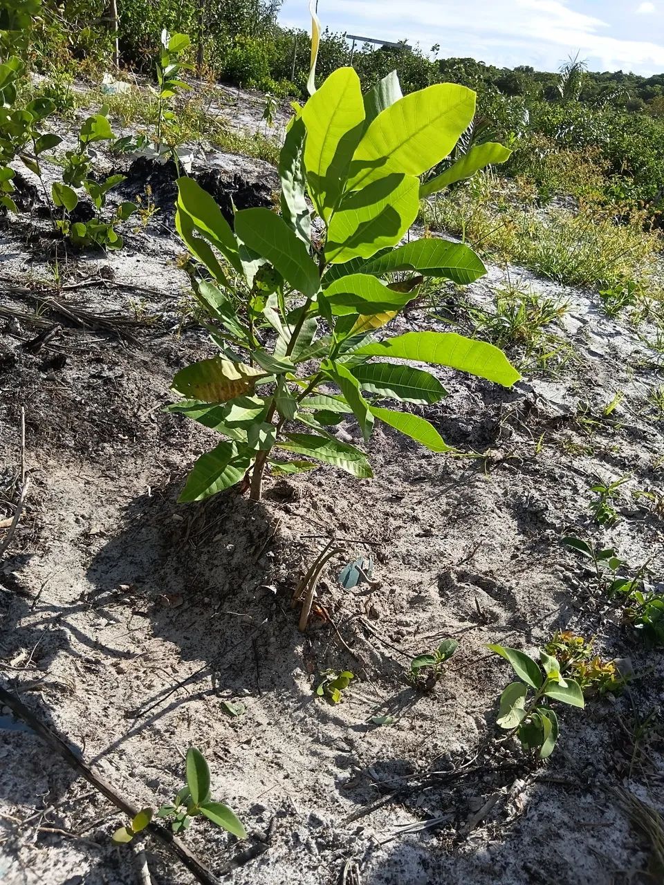 Vendo terreno de 16 por 137 de comprimento no povoado branquinhas Santo amaro das brotas  - Foto 5