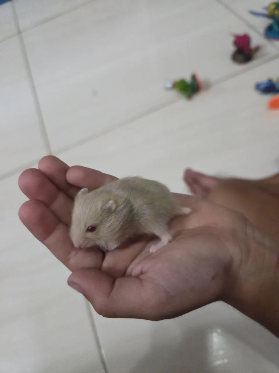 Vendo Hamester anão russo 