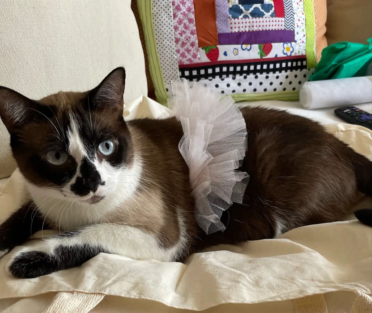 GATA - Foto 3