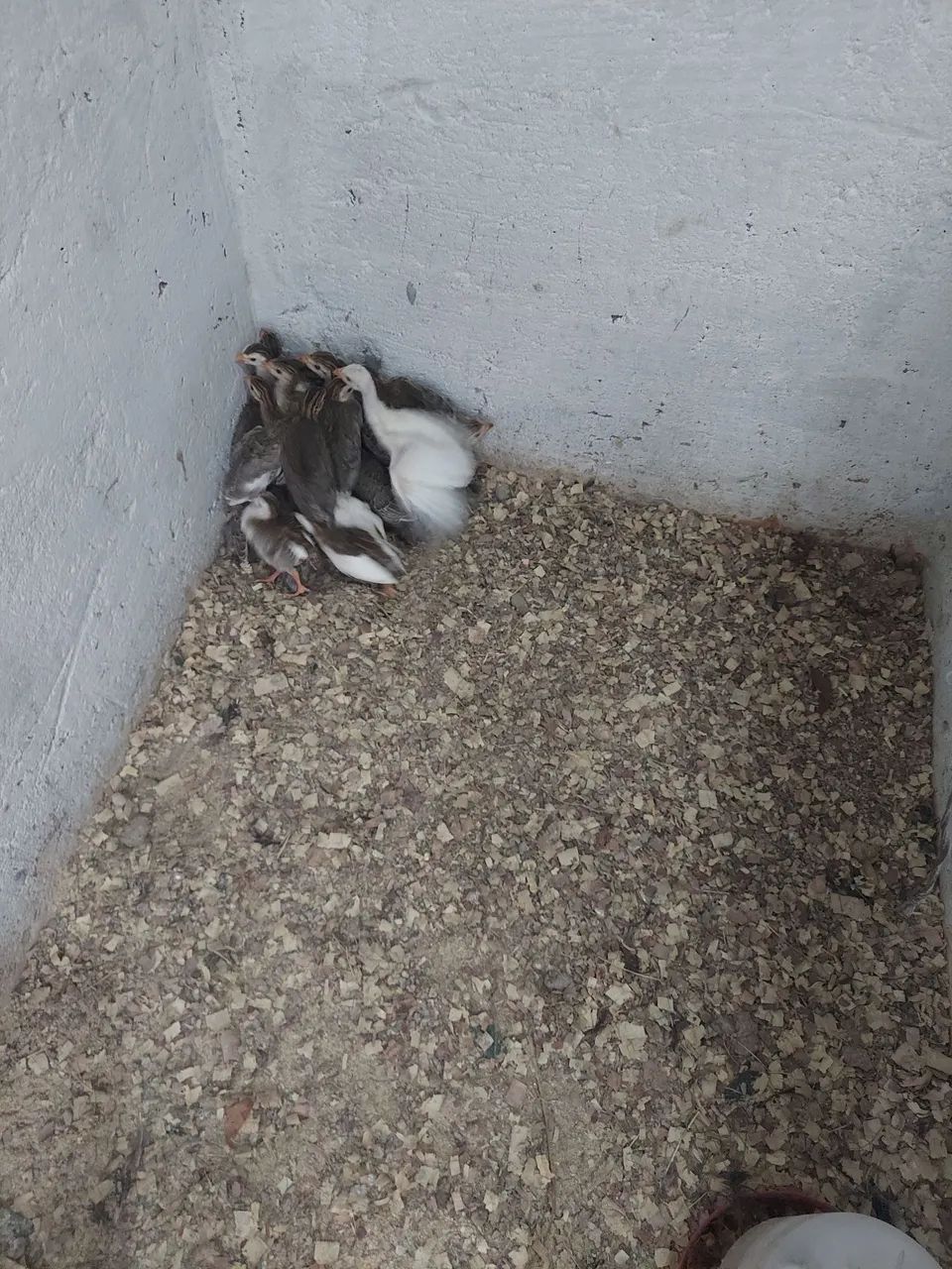 Pontinhos de saques  - Foto 2