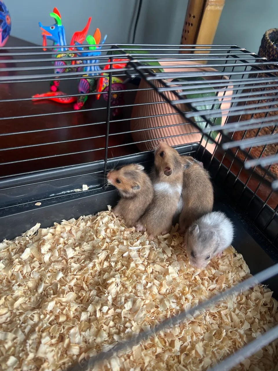 Filhotes de hamster sírio. 